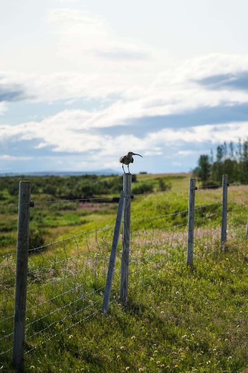 Hótel Leirubakki — photo 4